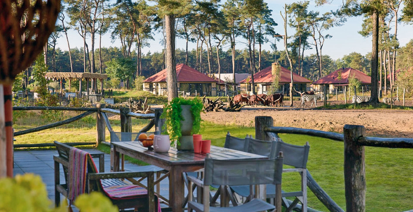 Talkshow De Oranjezomer strijkt neer in Safaripark Beekse Bergen