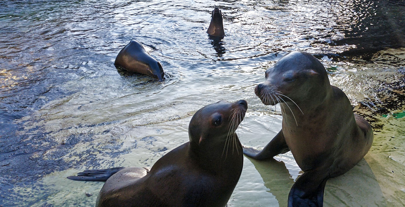 Zoo Antwerpen wil toch weer zeehonden nu zeeleeuwen zijn vertrokken