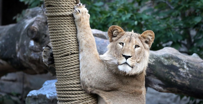 Artis-directeur denkt aan heropening op 1 mei: 'Toch wel deprimerend'