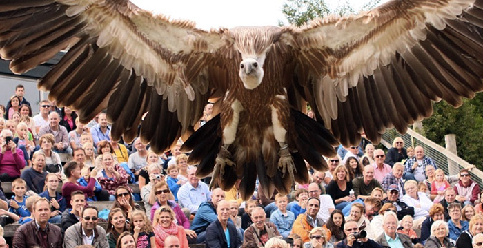 Vogelpark Avifauna haalt gier definitief uit vogelshow na ongeluk