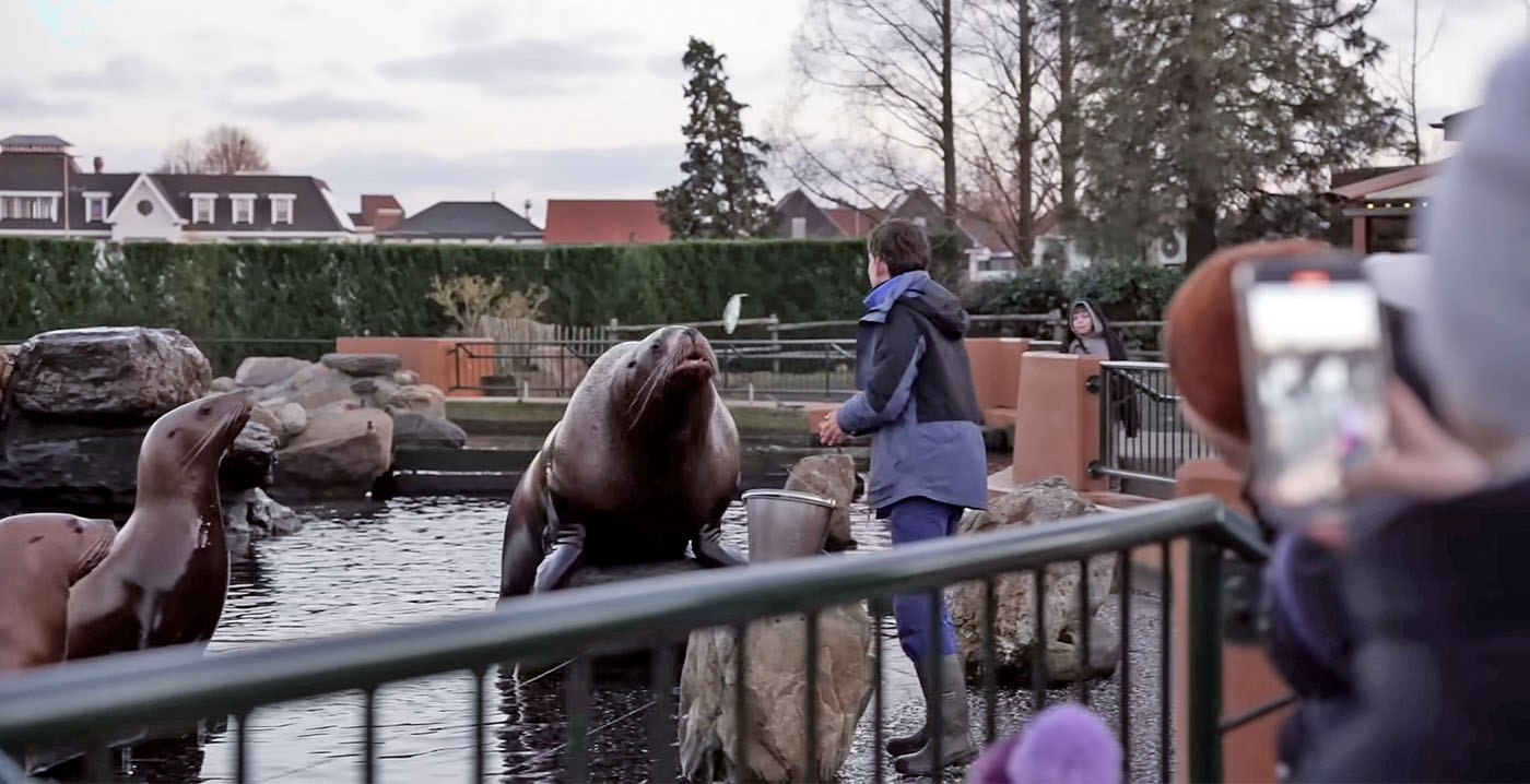 Na gemiste deadline hangt Dolfinarium dwangsom van 20.000 euro boven het hoofd