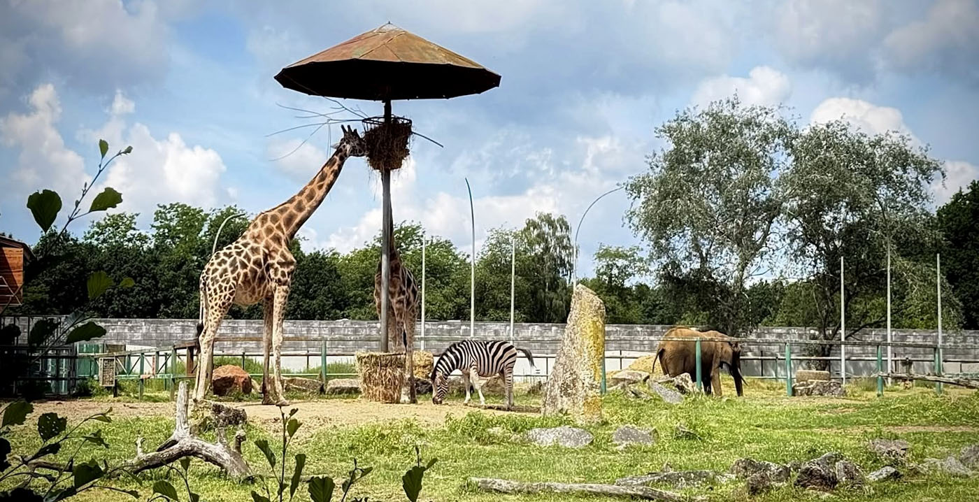 Dreigende sluiting achtervolgt Belgische dierentuin: bezoekers blijven weg