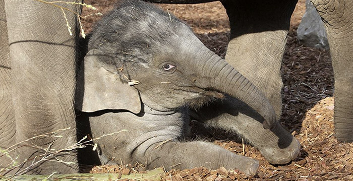 Dierentuin Artis wil minder diersoorten