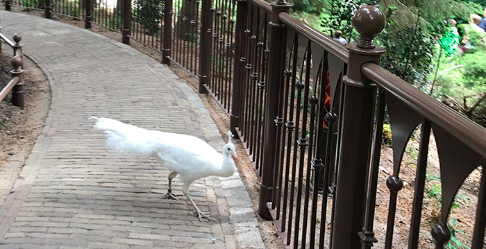 Mysterie rond bijzondere witte pauwen in de Efteling