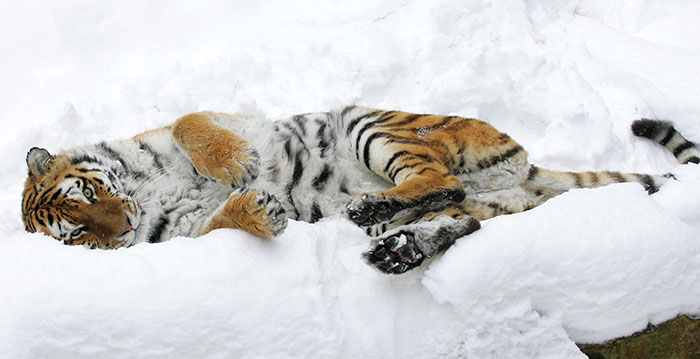 Met corona besmette tijger afgemaakt in Zweedse dierentuin