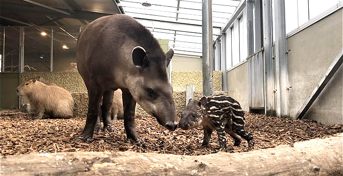 Hitte wordt tapir in Brabantse dierentuin fataal