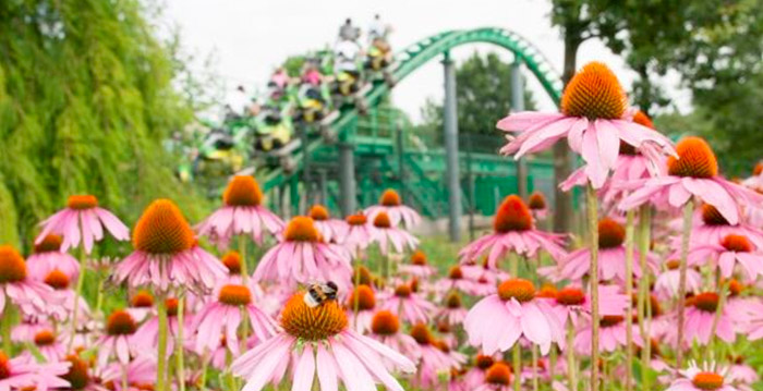 Toverland wil meer bijen in pretpark