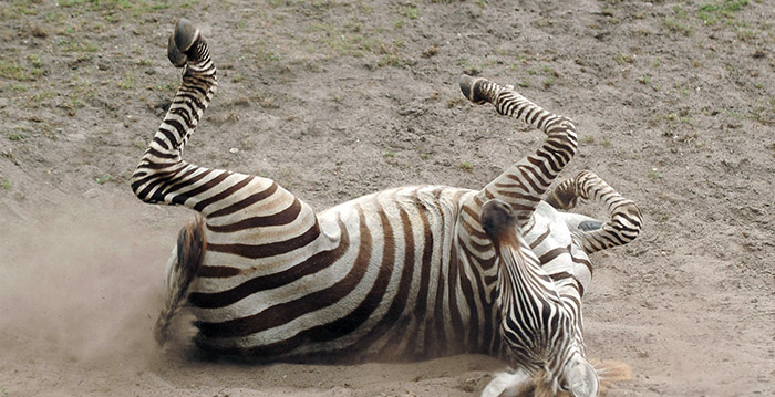 Wildlands Emmen laat zebra inslapen na confrontatie met neushoorn