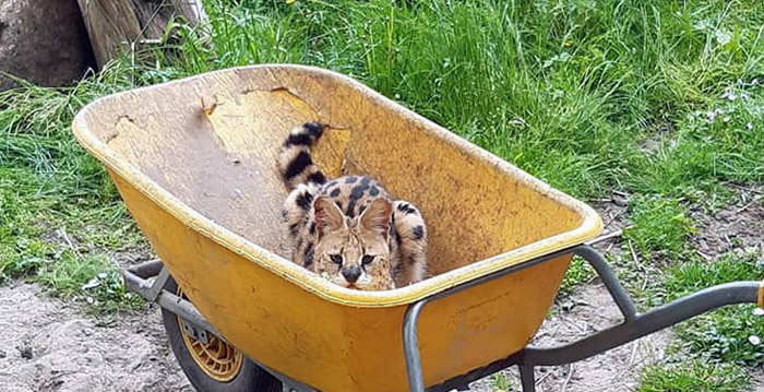 Dierenpark in Zuid-Holland vreest voor faillissement door coronasluiting