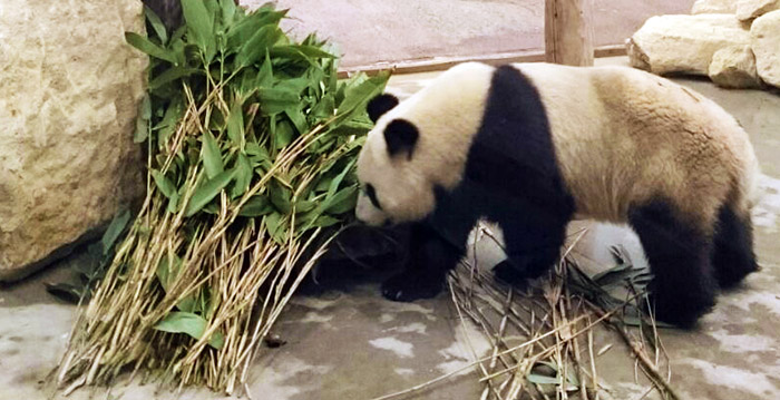 Panda S Komen Eraan Maar Nog Geen Stormloop Op Kaarten Ouwehands