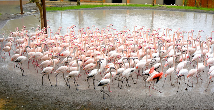 Honderden flamingo's verkennen nieuw verblijf in GaiaZoo