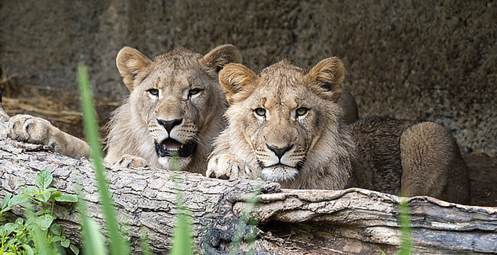 Ontsnapte leeuw doodgeschoten in Duitse dierentuin