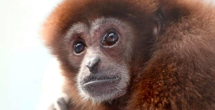 Blijdorp laat apenechtpaar inslapen: 'Ze waren op'