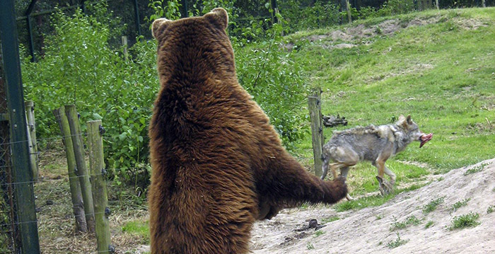 Beren verscheuren wolf in Brabantse dierentuin