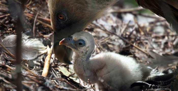 Primeur: homoseksuele gieren in Artis