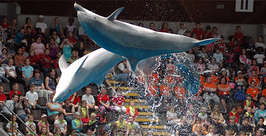 Dolfijnenshow gaat mis: zes gewonden