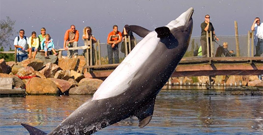 Verbod op dierenshows geldt niet voor Dolfinarium, activisten teleurgesteld