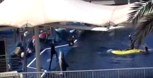 'Eigenaar Dolfinarium Harderwijk mishandelt dolfijnen'