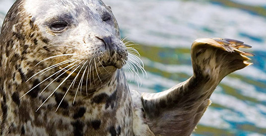 Eigenaar Walibi doet Dolfinarium Harderwijk van de hand