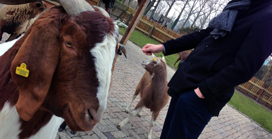 Walibi Holland sluit kinderboerderij