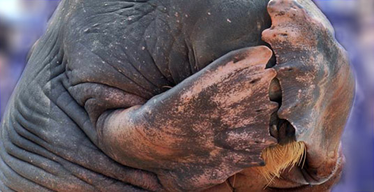 Twijfels over verkoop Dolfinarium: dierenpark lijdt al jaren verlies