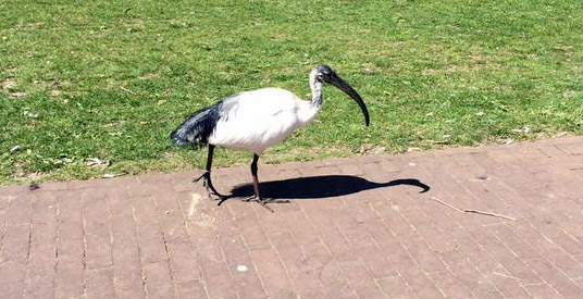 Efteling is bijzondere vogel kwijt: 'Misschien zit-ie wel in Den Bosch'